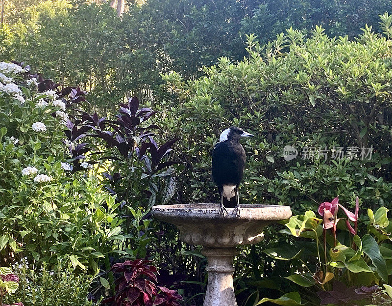 花园里水盆上的喜鹊