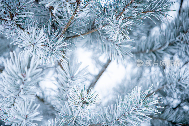 冬天的景象――覆盖着积雪的冰冻松枝。森林里的冬天