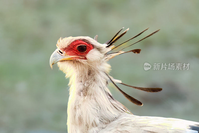 秘书的鸟