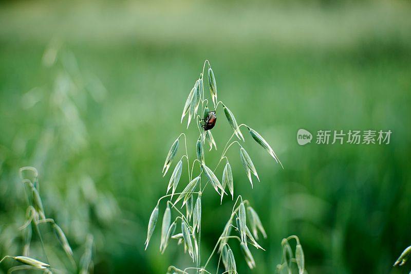 绿色的茎，上面有野燕麦和一只虫子
