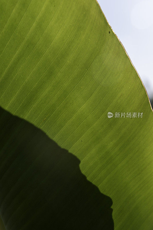 背光，倾斜的芭蕉叶与平行的叶脉和不聚焦的天空背景