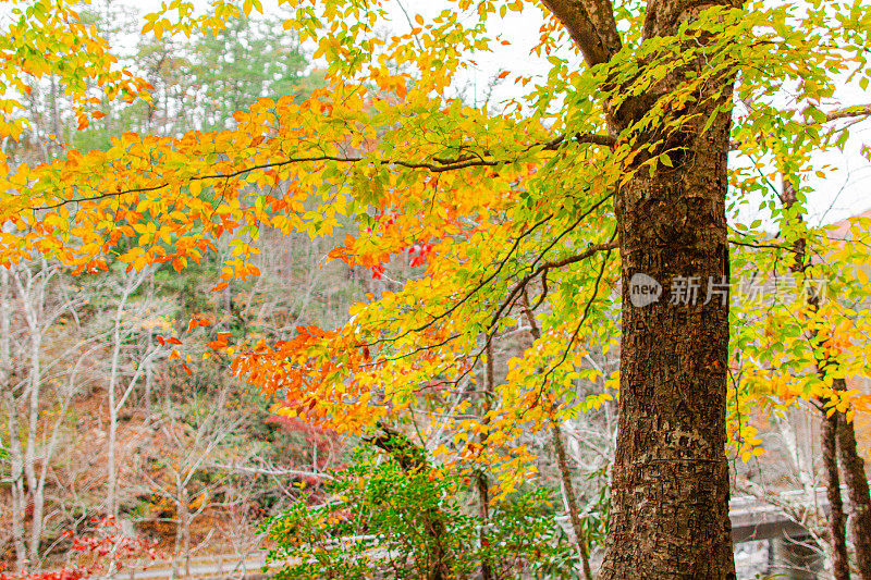 2022年秋天田纳西州的彩色黄色秋天树
