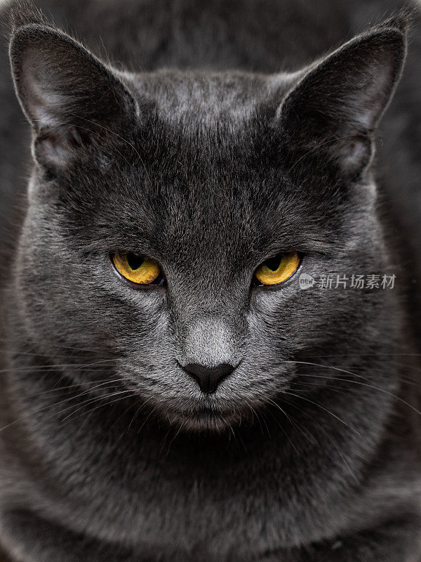 家养灰猫。掠食者的表情。肖像