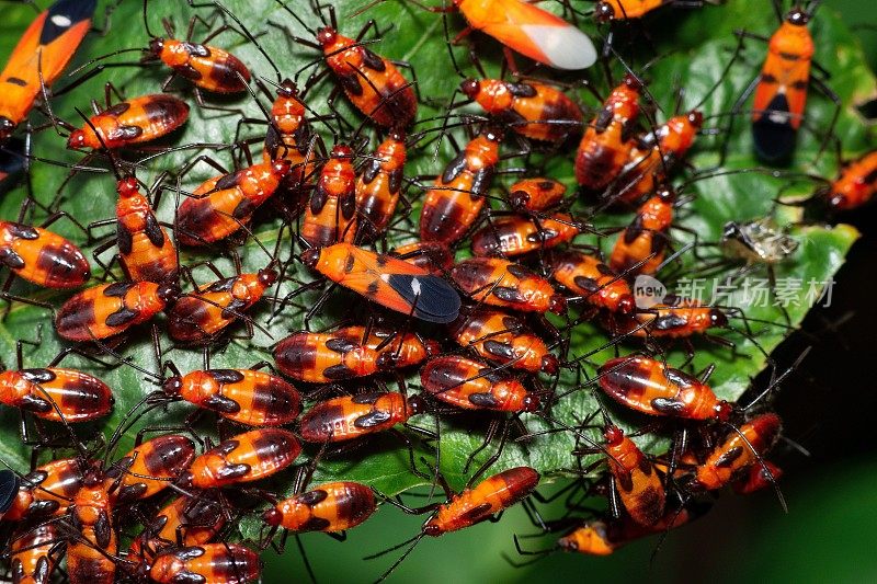 叶类动物行为的蚜虫群落研究。