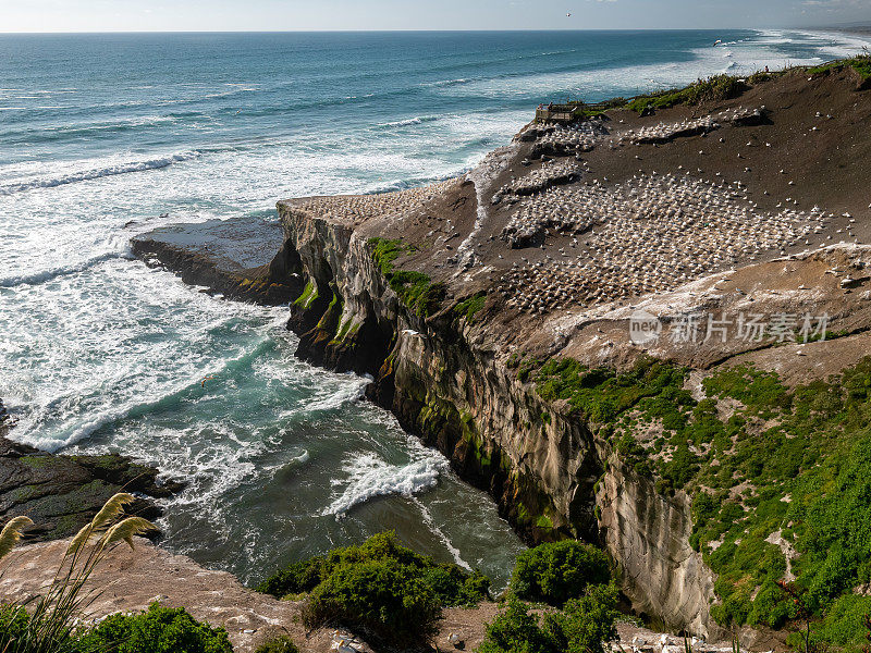 新西兰奥克兰的Muriwai海滩塘鹅群落