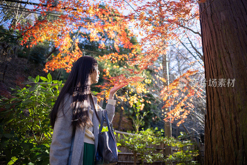 日本妇女在看枫叶