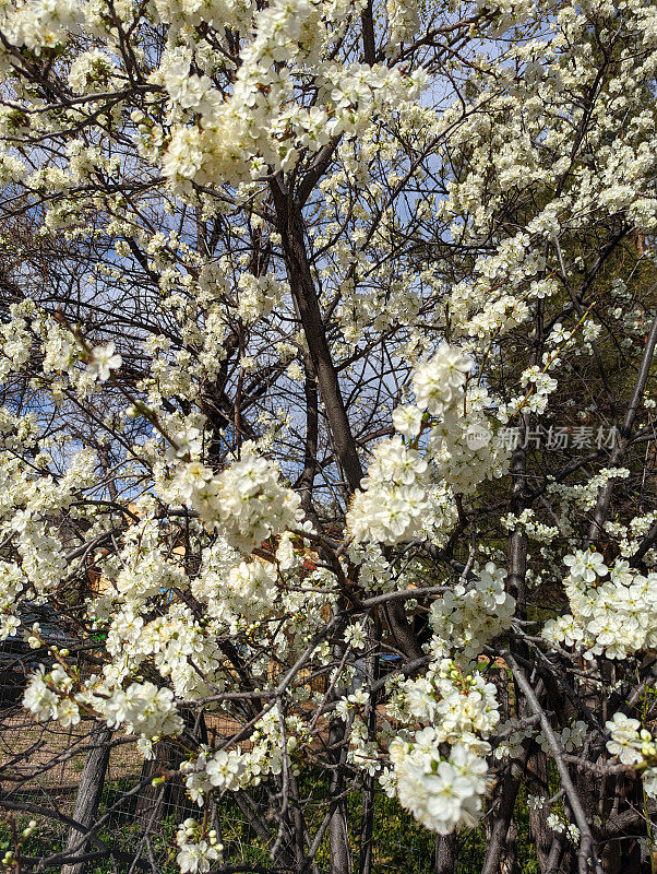 犹他州洛克维尔河路上的春花