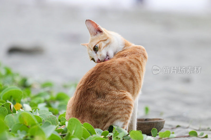 猫在亚齐海滩玩耍