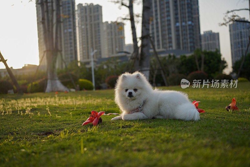 美丽的博美犬在公园草地上玩耍