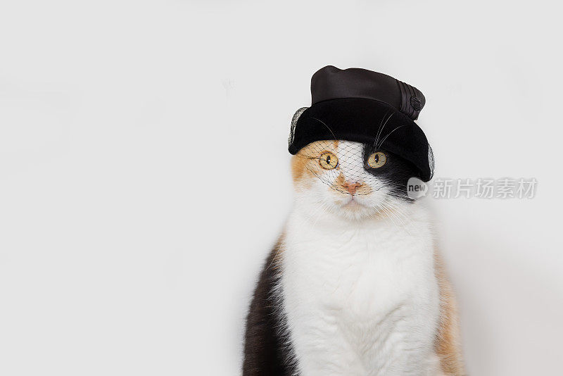 肖像的印花布猫穿着复古缎面晚装帽与面纱