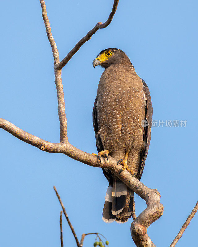 凤头蛇鹰栖息，背景是清澈的蓝天。在斯里兰卡的Yala国家公园，一只黄眼蛇鹰注视着周围的环境。
