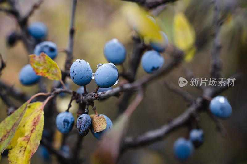 树枝上的黑刺李