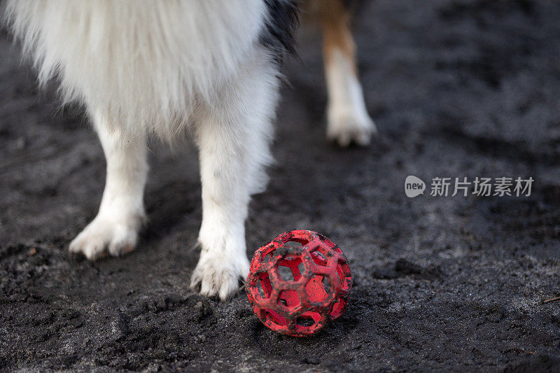 雪莉牧羊犬在玩球