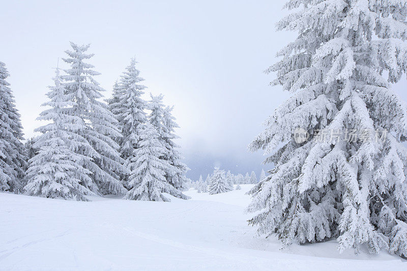 冬天的风景。圣诞节的仙境。神奇的森林。松林覆盖着粉雪完美的雪道外深雪滑雪。高山景观意大利阿尔卑斯山滑雪场。滑雪胜地意大利，欧洲。