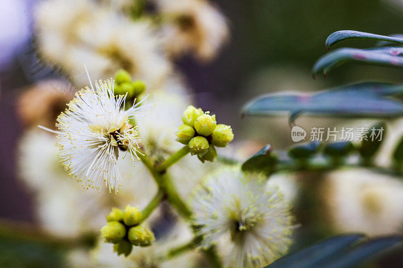 近距离观察自然界中正在萌芽的花朵