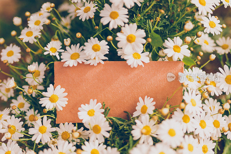 白色雏菊中间的空手工纸卡片，作为你复活节、春夏短信的模型