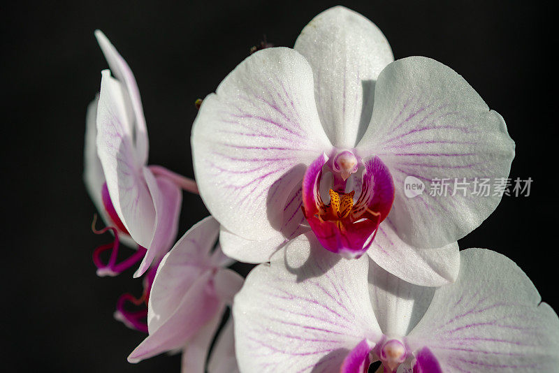 靠近美丽的蝴蝶兰花-蛾子兰花或蝴蝶兰花在黑色背景