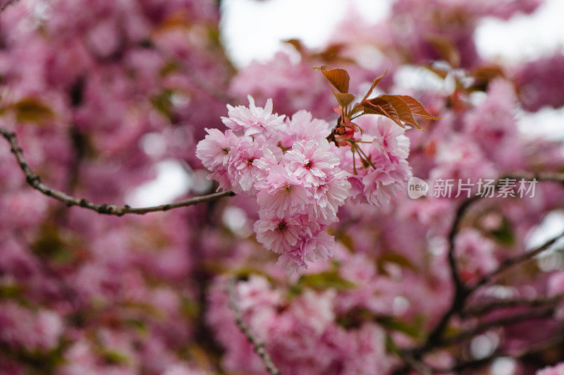 春天鲜花盛开