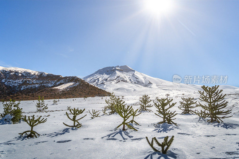 火山脚下的小龙脑树