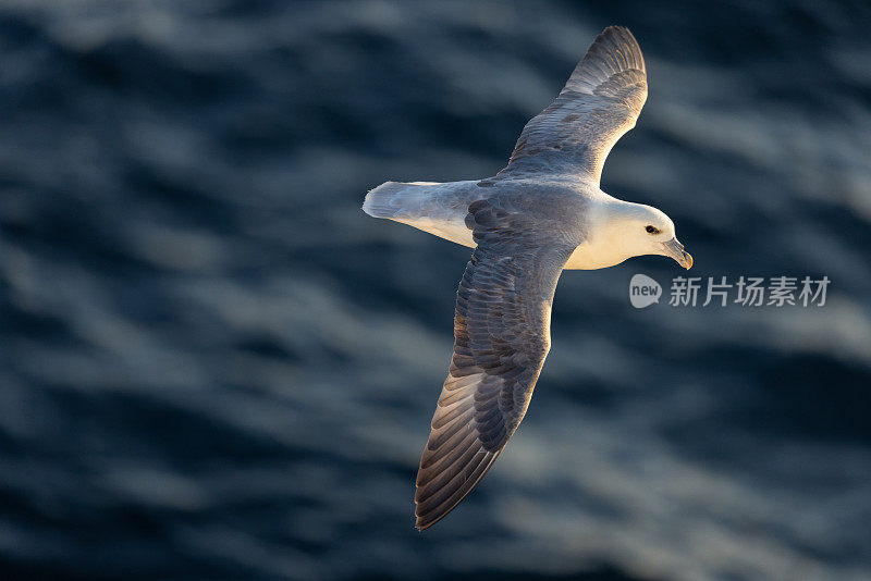 怒吼的海鸟在海面上低空翱翔