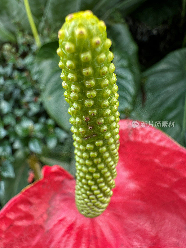 红鹤花(红鹤Carisma)花生长在花园花坛，花萼和花头与绿色的叶子和茎背景，重点在前景