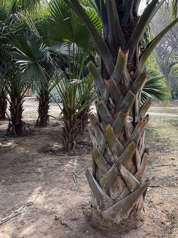 公园草坪上卷心菜棕榈(Sabal棕榈)靴子图案树干的特写图像，重点放在前景