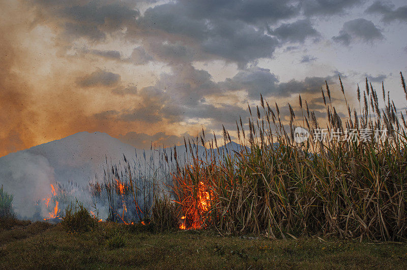 中美洲甘蔗田着火了