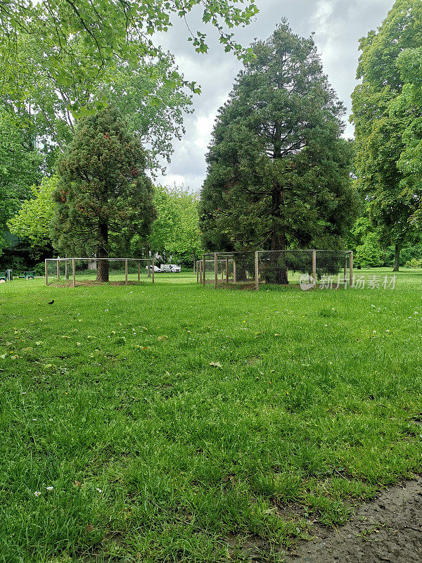 2023年，杜塞尔多夫，公园里两棵树上的防护栅栏