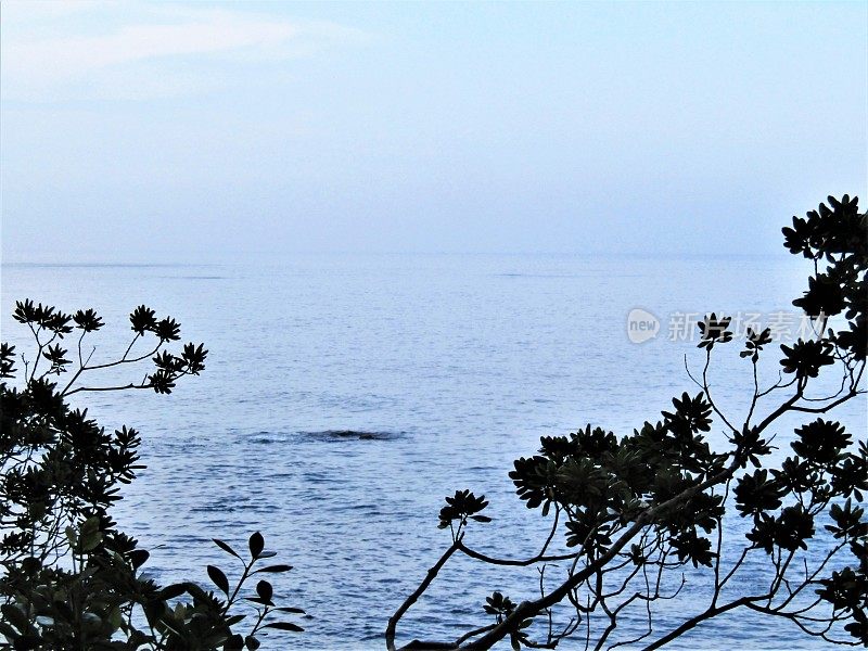 日本。有树枝的海景和非常模糊的地平线。