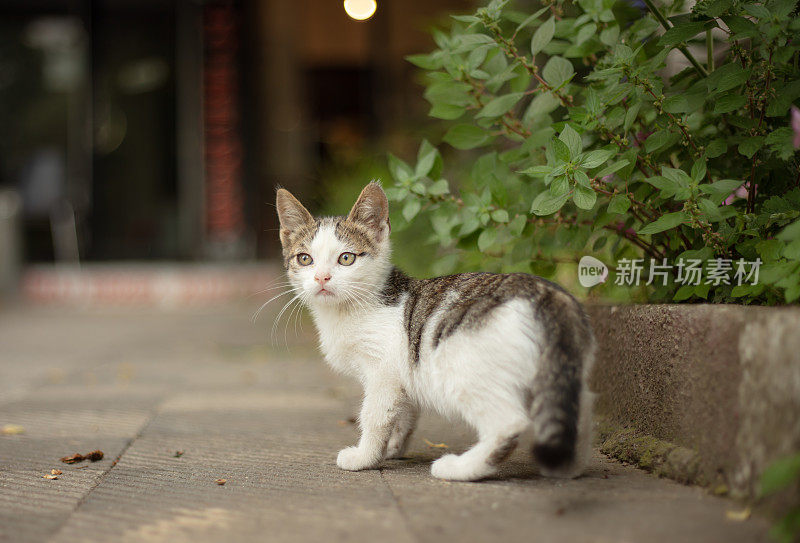 多色的流浪小猫站在街中央。