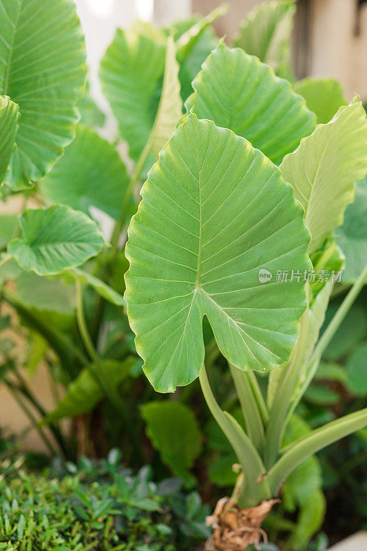 郁郁葱葱的绿色“象耳草”植物-象耳草在佛罗里达州棕榈滩