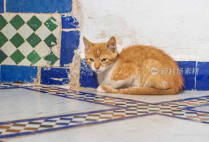 在摩洛哥马拉喀什麦地那地区的瓷砖地板上，混血短毛小猫