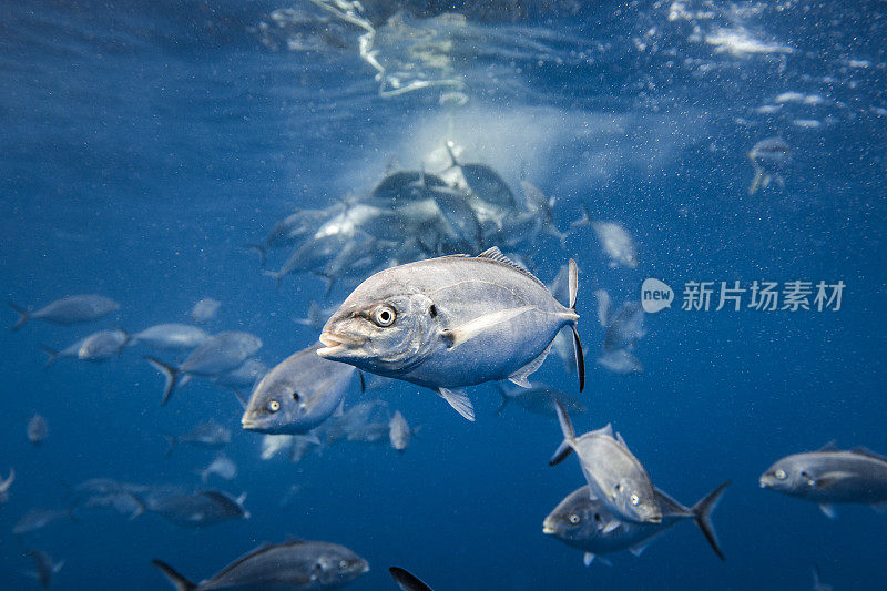 银杰克大眼鲹鱼在清澈的蓝色的水