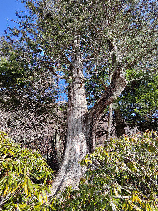 日本日光国家公园里的雪松树