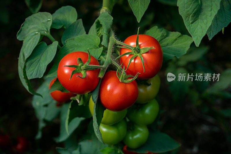 温室种植番茄