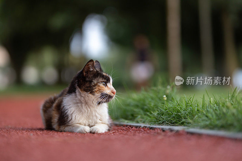 流浪猫。