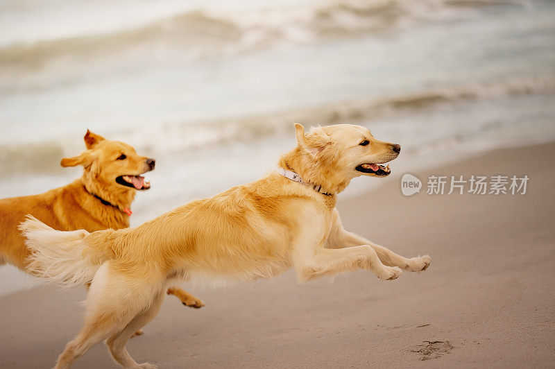 两只在海滩上奔跑的金毛猎犬
