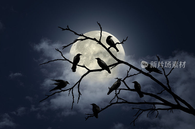 阴森的万圣节天空，满月时树枝上的乌鸦