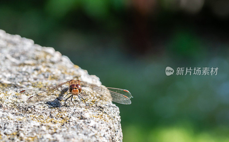 花岗岩上的蜻蜓