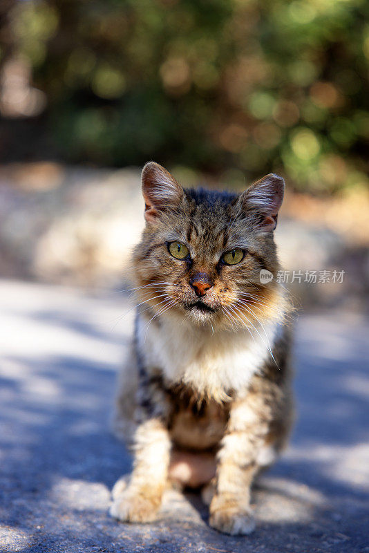 顽皮的流浪猫在街上的肖像
