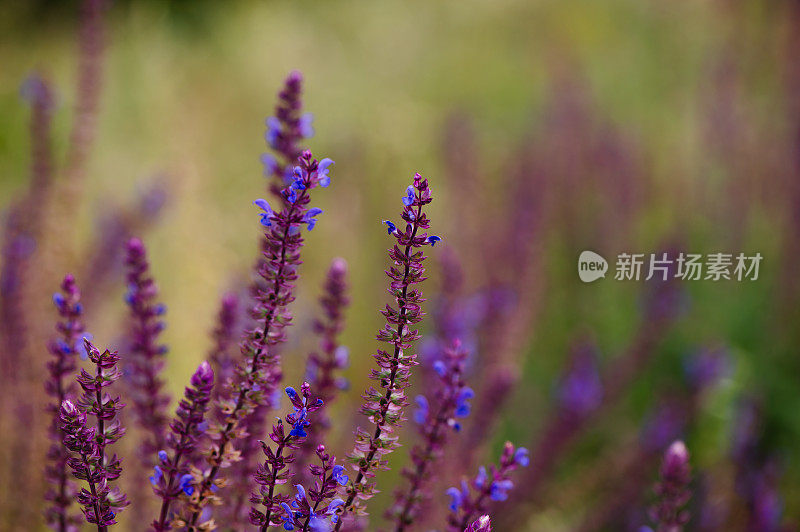 紫花花园背景