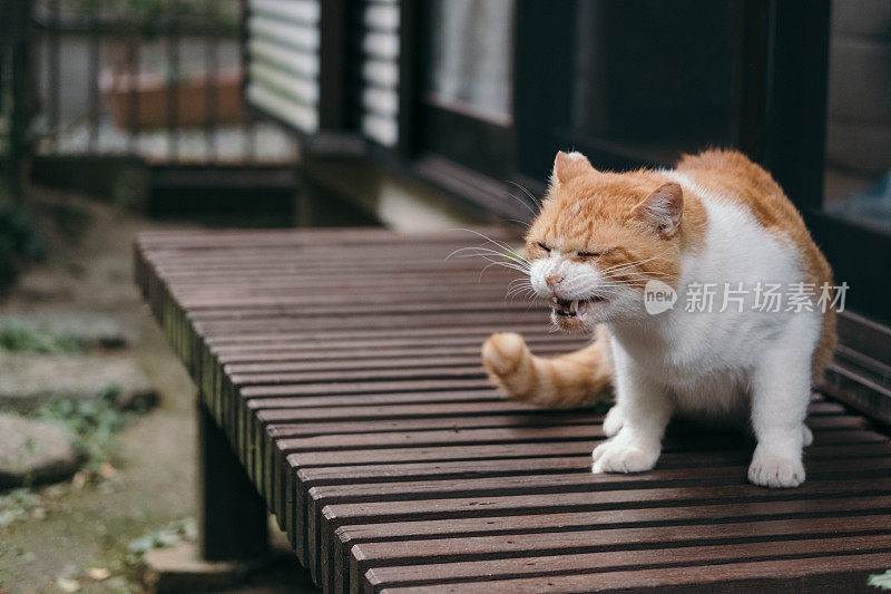 一只猫在日本房子的门廊上打呵欠