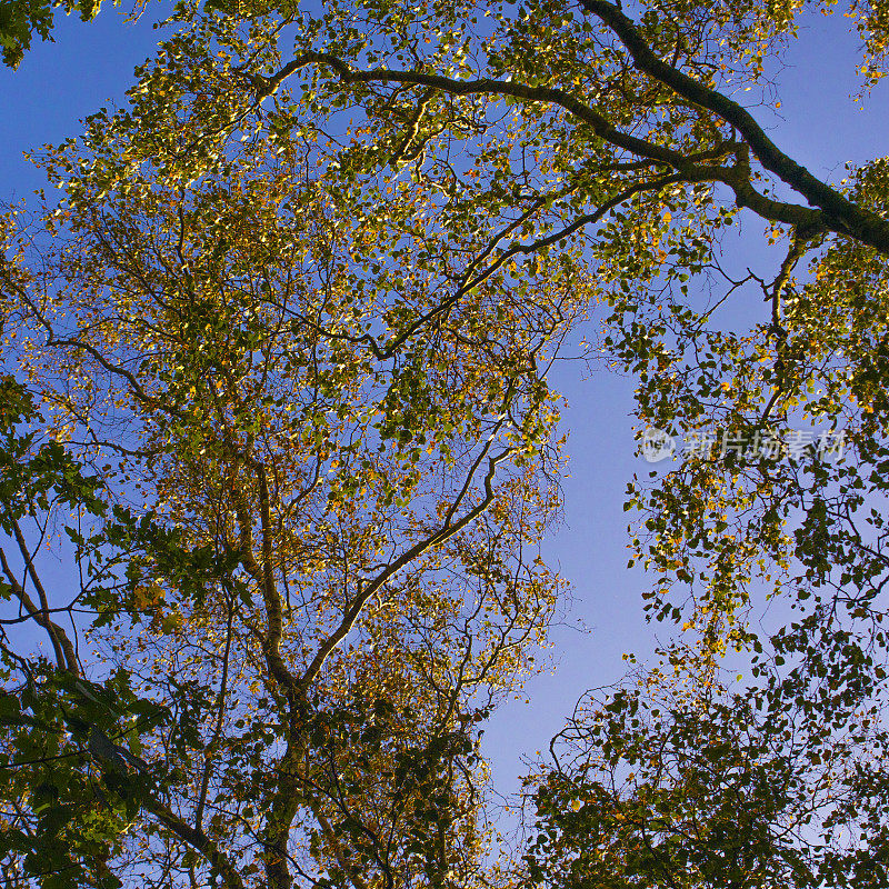 秋天的桦树顶