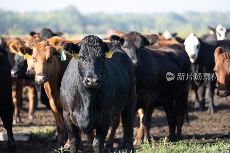 牛肉的牛