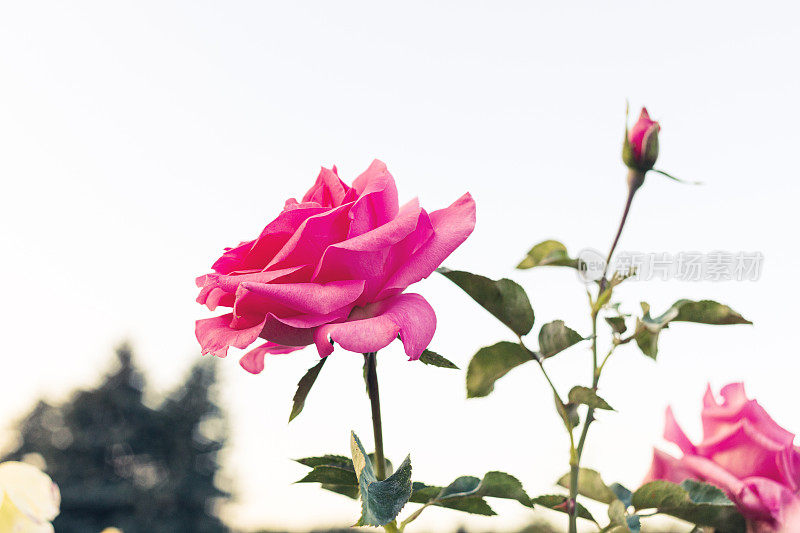 花坛上的玫瑰花特写