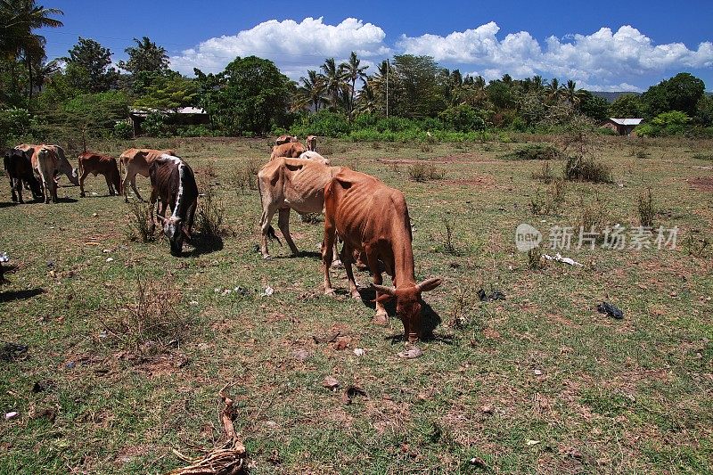 非洲坦桑尼亚村庄里的奶牛