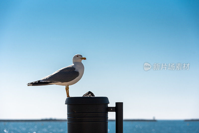 海鸥站在海滩垃圾桶上