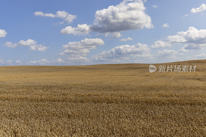 夏天成熟的小麦长着金黄色的小穗