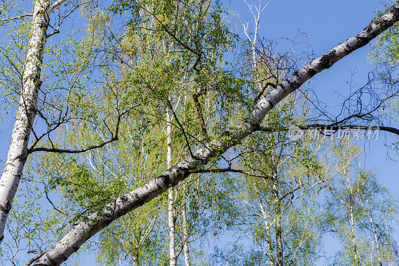 倾斜的桦树树干，树枝上有嫩叶和柳絮