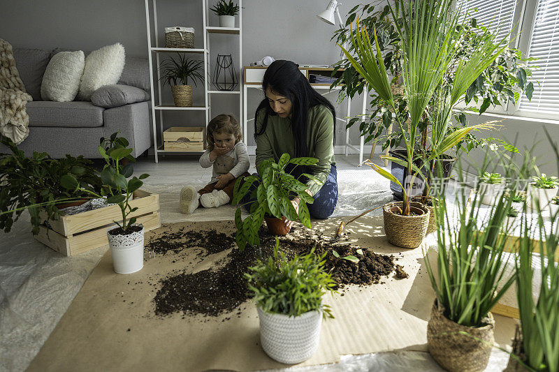 家庭园艺。妈妈和孩子重新盆栽室内植物。